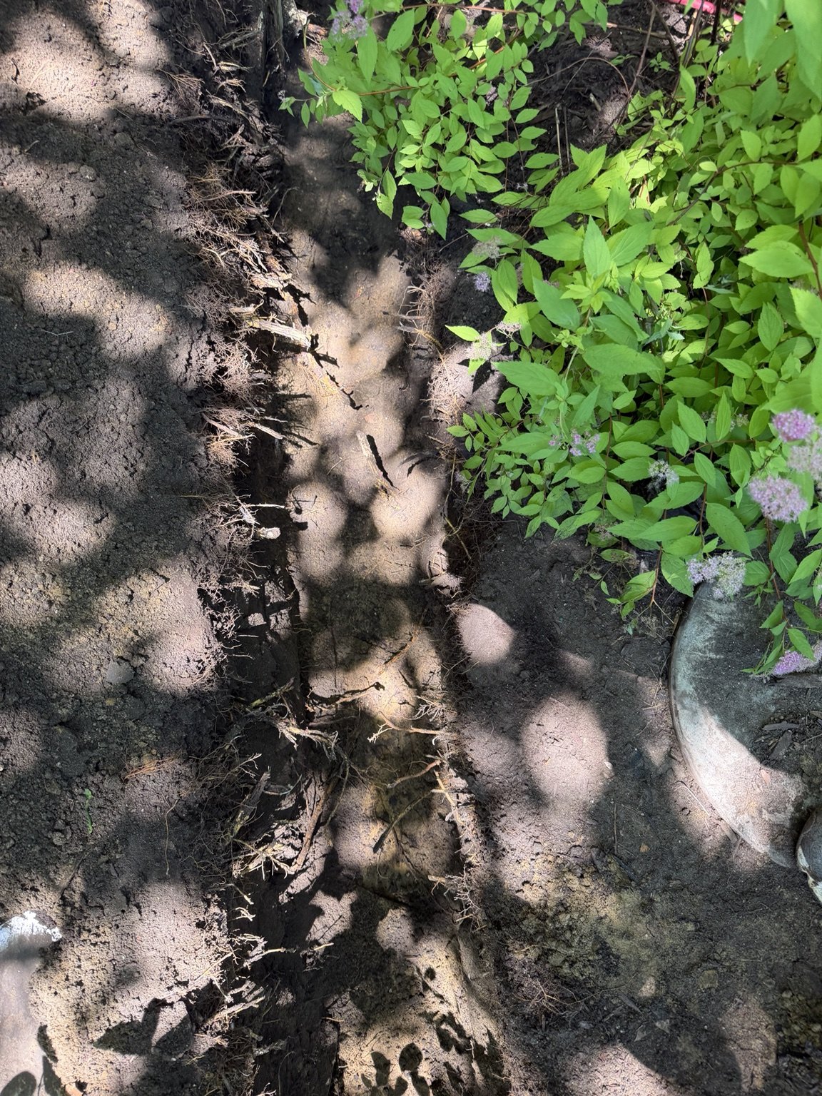 Excavated pipe route beside the landscaping